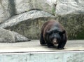 2012 Old Macao Endangered Animal Species Macau Asian Black Bear Bobo Jardim Da Flora Zoo Garden Nature Park Outdoor Facility Royalty Free Stock Photo