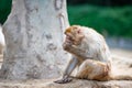 An old macaque squatting under the tree is eating Royalty Free Stock Photo