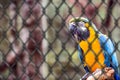 Old Macaw-canindÃÂ©, bird with yellow and blue belly, native to the amazonas, in captivity. concept of animal behind bars, Royalty Free Stock Photo