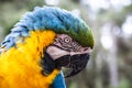 Old Macaw-canindÃÂ© with broken beak, wound due to animal trafficking, bird in captivity