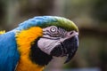 Old Macaw-canindÃÂ©, with yellow and blue bellies, who suffered abuse in captivity. Wounded bird, animal trafficking Royalty Free Stock Photo