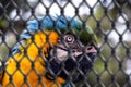 Old Macaw-canindÃÂ©, with yellow and blue bellies, who suffered abuse in captivity. Wounded bird, animal trafficking. concept of Royalty Free Stock Photo