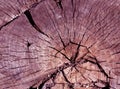 Old magenta toned tree cut surface. Royalty Free Stock Photo