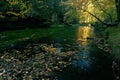 Old magical forst with fallen orange leaves into river. Mystical autumn forest