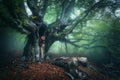 Old magical tree with big branches and green leaves in fog