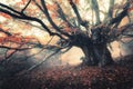 Old magical tree with big branches and orange leaves in fog