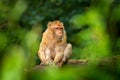 Old magot monkey in green habitat. Barbary macaque, Macaca sylvanus, sitting on the tree trunk, Gibraltar, Spain. Wildlife scene f