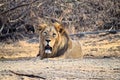 Male Adult Asiatic Lion - Panthera Leo Leo - Sitting in Ambardi National Park, Amreli, Gujarat, India Royalty Free Stock Photo