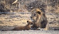 Male Adult Asiatic Lion with a Cub - Panthera Leo Leo - Sitting in Ambardi National Park, Amreli, Gujarat, India Royalty Free Stock Photo