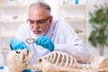 Old senior anthropologist working in the lab Royalty Free Stock Photo