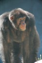 Old male chimpanzee Royalty Free Stock Photo