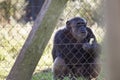 Old male chimpanzee behind a metal jail in captivity