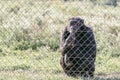 Old male chimpanzee behind a metal jail in captivity