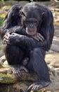 Old male Chimpanzee in thoughtful pose Royalty Free Stock Photo