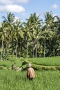 Old male farmer in a straw hat working on a green rice plantation. Landscape with green rice fields and old man at sunny day in