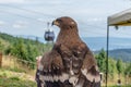 Old male of Golden eagle in Bachledova dolina