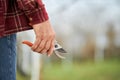 Old male holding pruner, scissors in orchard. Royalty Free Stock Photo