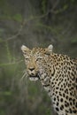 Old male leopard vertical portrait with dark green background in Kruger Park South Africa Royalty Free Stock Photo