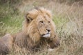 Old male lion lying down in the grass Royalty Free Stock Photo