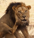 Old male lion with porcupine quills in face