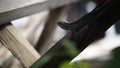 Old male Oriental garden lizard resting on a timber plank downward position Royalty Free Stock Photo