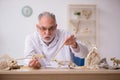 Old male paleontologist examining ancient animals at lab