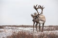 An old male reindeer in a snow storm.