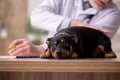 Old male vet doctor examining dog in the clinic Royalty Free Stock Photo