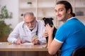 Old male vet doctor examining dog in the clinic Royalty Free Stock Photo