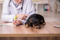 Old male vet doctor examining dog in the clinic Royalty Free Stock Photo