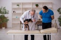 Old male vet doctor examining dog in the clinic Royalty Free Stock Photo