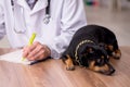 Old male vet doctor examining dog in the clinic Royalty Free Stock Photo