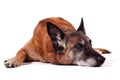 Old malinois Royalty Free Stock Photo