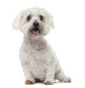 Old Maltese dog with cataract, sitting, panting Royalty Free Stock Photo