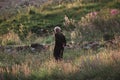 Old man in Alpine meadows Royalty Free Stock Photo