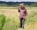 Old man in barley field Royalty Free Stock Photo