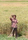 Old man in barley field Royalty Free Stock Photo