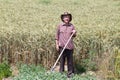 Old man in barley field Royalty Free Stock Photo