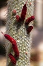 Old Man cacti Cephalocereus senilis with blooming red flowers Royalty Free Stock Photo