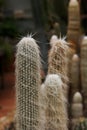 Old Man Cactus Royalty Free Stock Photo