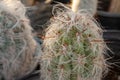 Old man cactus cephalocereus senilis grows hairy in a cactus greenhouse in Arizona, USA Royalty Free Stock Photo