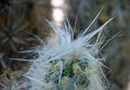 Old man Cactus or Cephalocereus Senilis Royalty Free Stock Photo