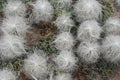 OLD MAN CACTUS CEPHALOCEURUS SENILIS HIGH ANGLE VIEW . TEXTUR Royalty Free Stock Photo