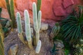 Old man cactus in a tropical garden, grey bearded cactus, Endangered plant specie from mexico Royalty Free Stock Photo