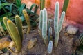 Old man cactus in a tropical garden, white hairy coated cactus, Endangered plant specie from mexico Royalty Free Stock Photo