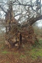 Old Man of Calke abbey tree walk