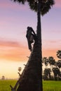 Old man with career climbing sugar palm tree to keeping in the morning, Ayutthaya Royalty Free Stock Photo