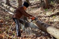 Old man cutting trees using a chainsaw Royalty Free Stock Photo