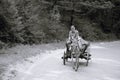 Old Man On Donkey Cart, Bulgaria