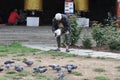 Old man feeding pigeons in bhutan